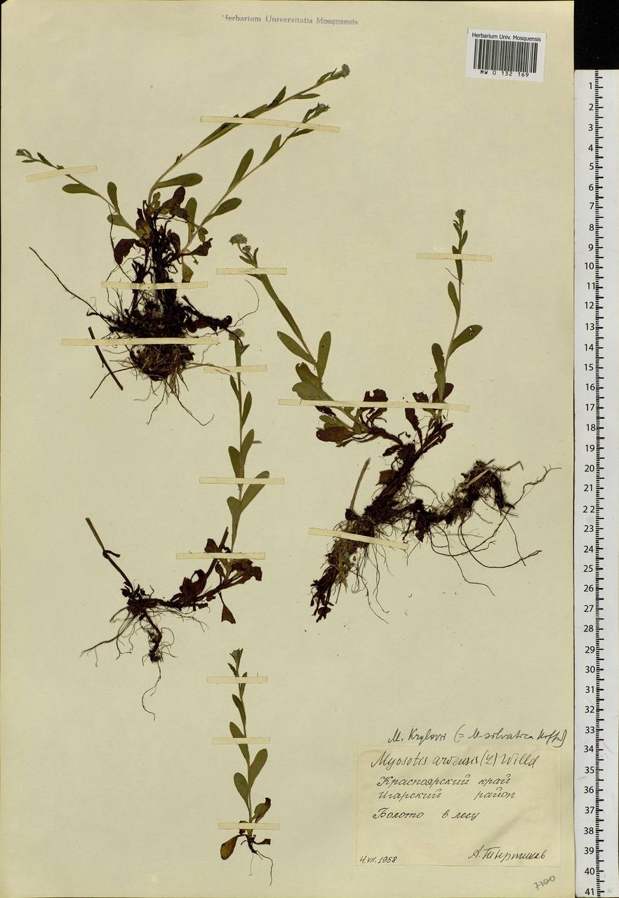 Myosotis krylovii Serg., Siberia, Central Siberia (S3) (Russia)