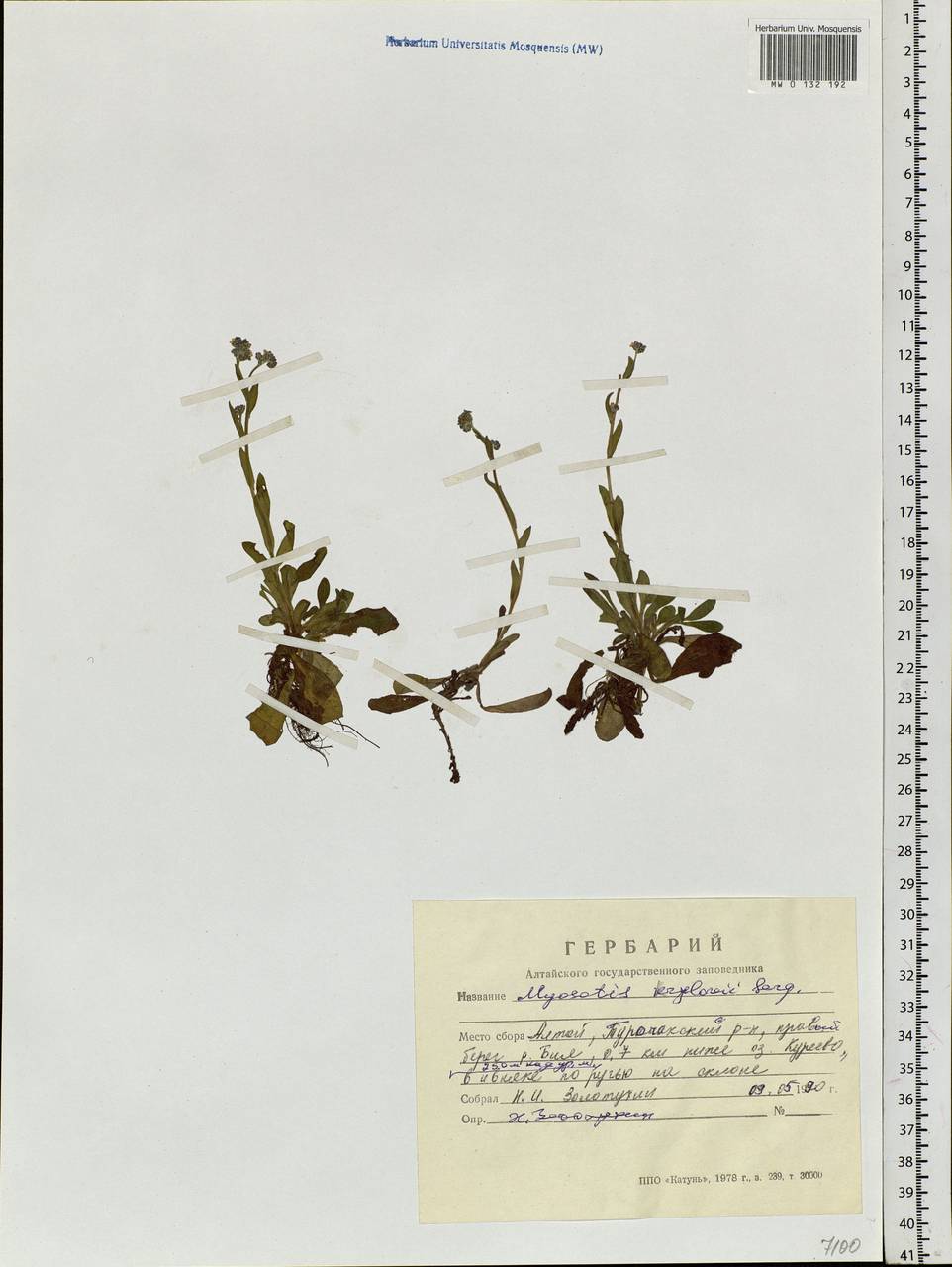 Myosotis krylovii Serg., Siberia, Altai & Sayany Mountains (S2) (Russia)