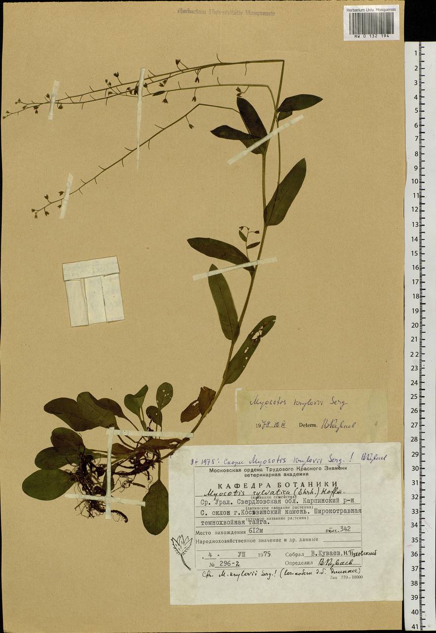 Myosotis krylovii Serg., Eastern Europe, Eastern region (E10) (Russia)