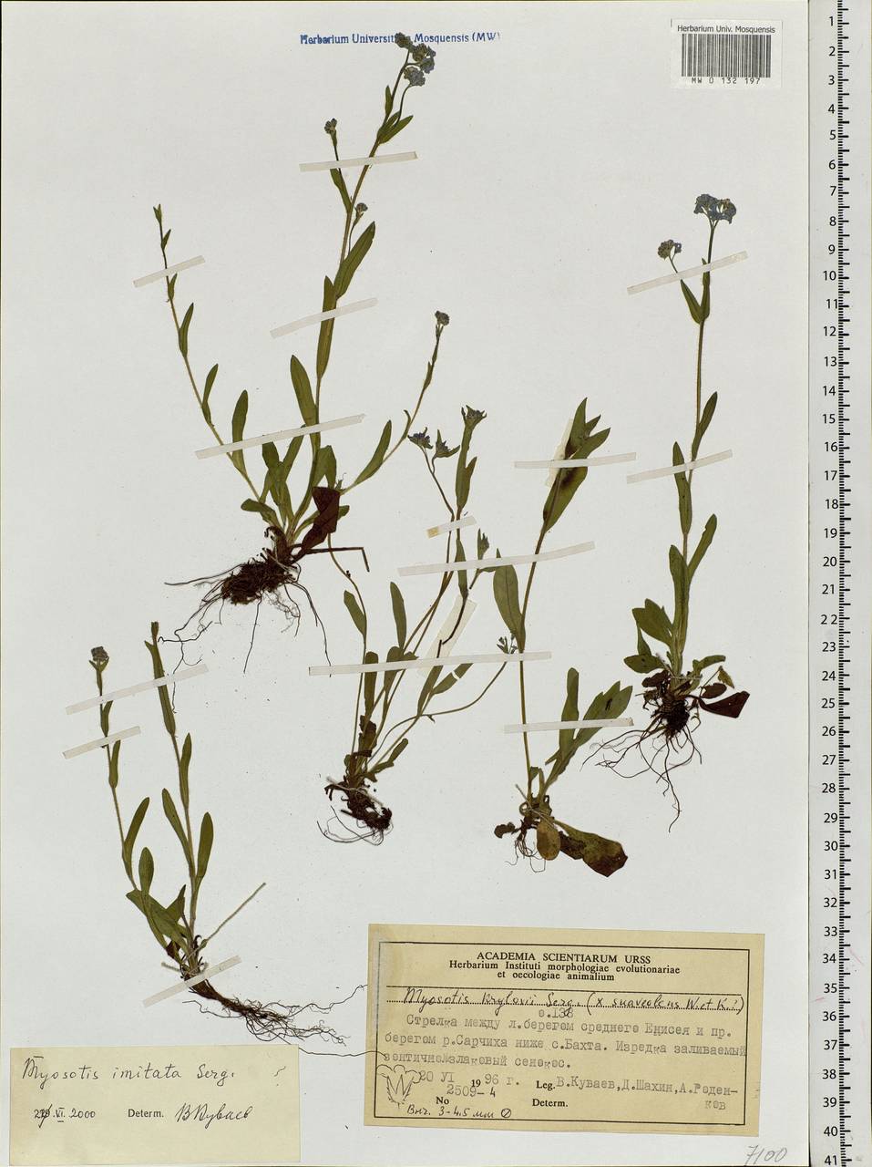 Myosotis alpestris subsp. alpestris, Siberia, Central Siberia (S3) (Russia)