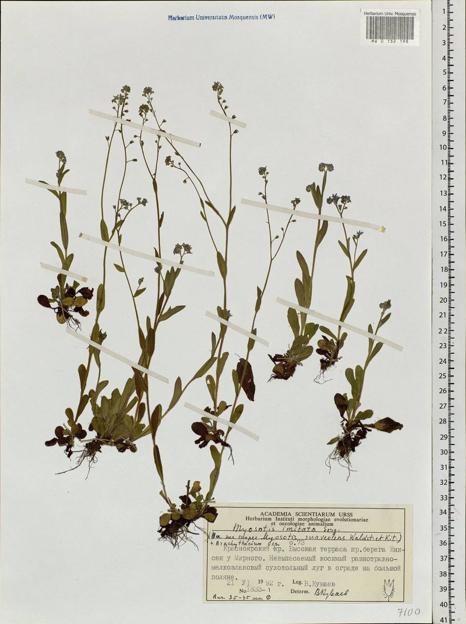Myosotis imitata Serg., Siberia, Central Siberia (S3) (Russia)
