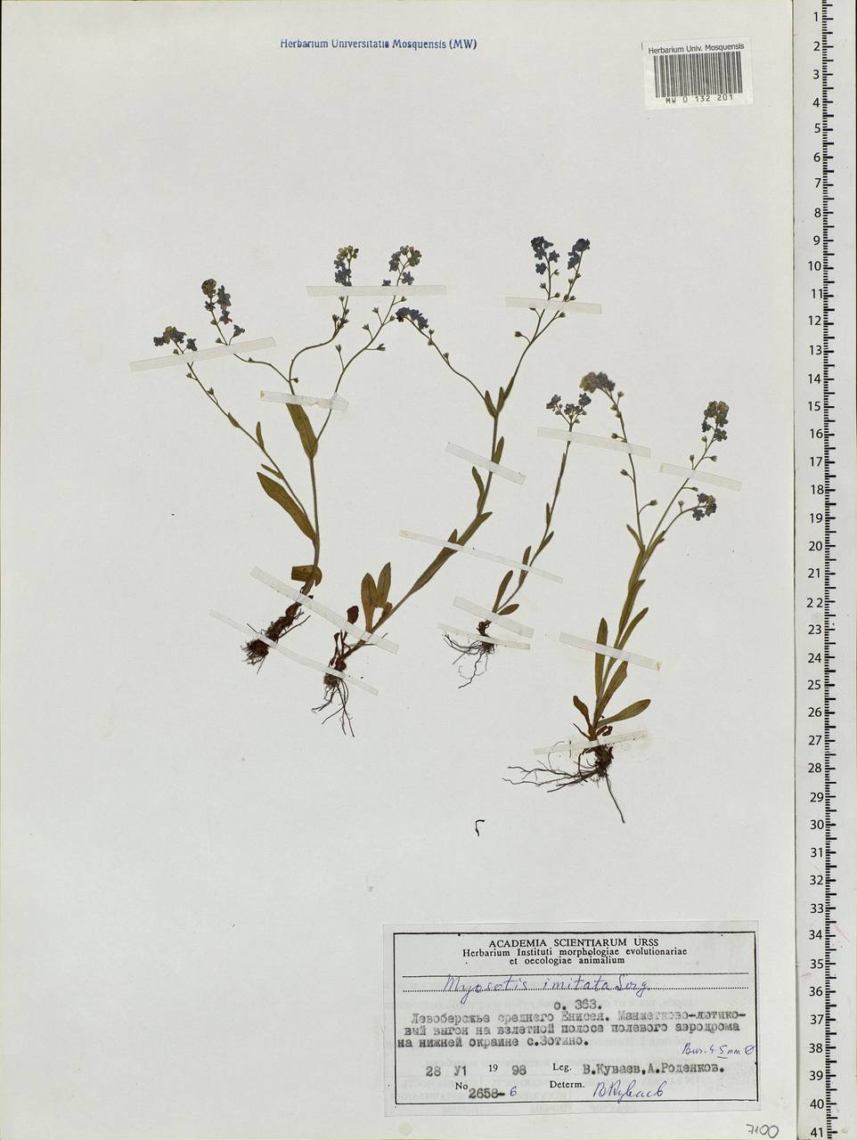 Myosotis imitata Serg., Siberia, Central Siberia (S3) (Russia)