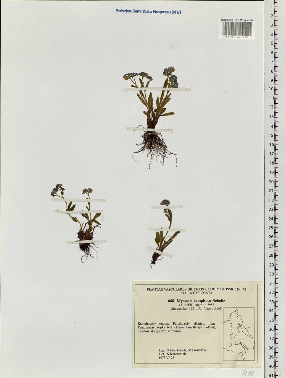 Myosotis laxa, Siberia, Chukotka & Kamchatka (S7) (Russia)