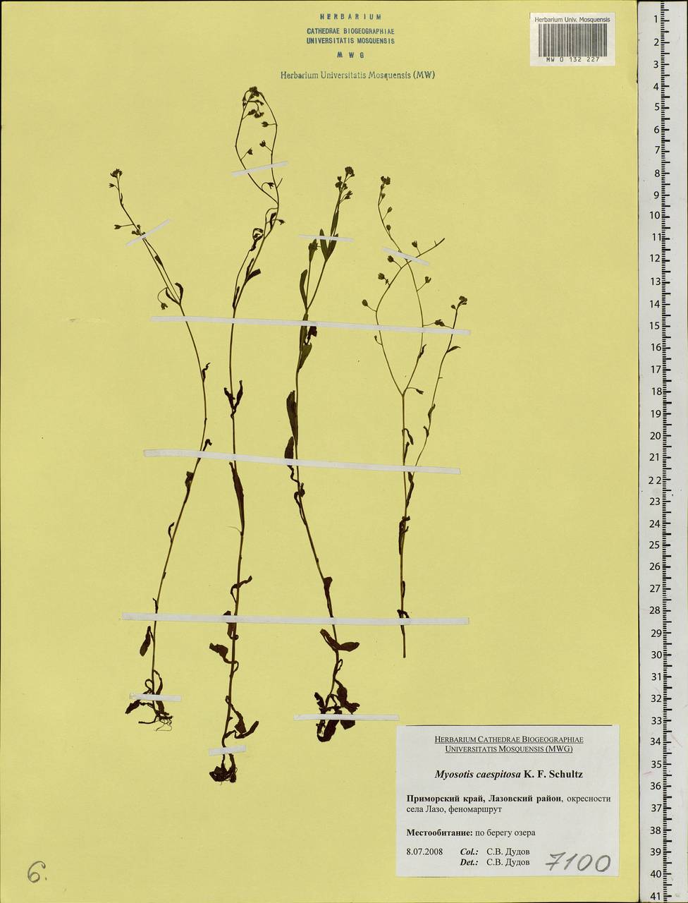 Myosotis laxa subsp. laxa, Siberia, Russian Far East (S6) (Russia)