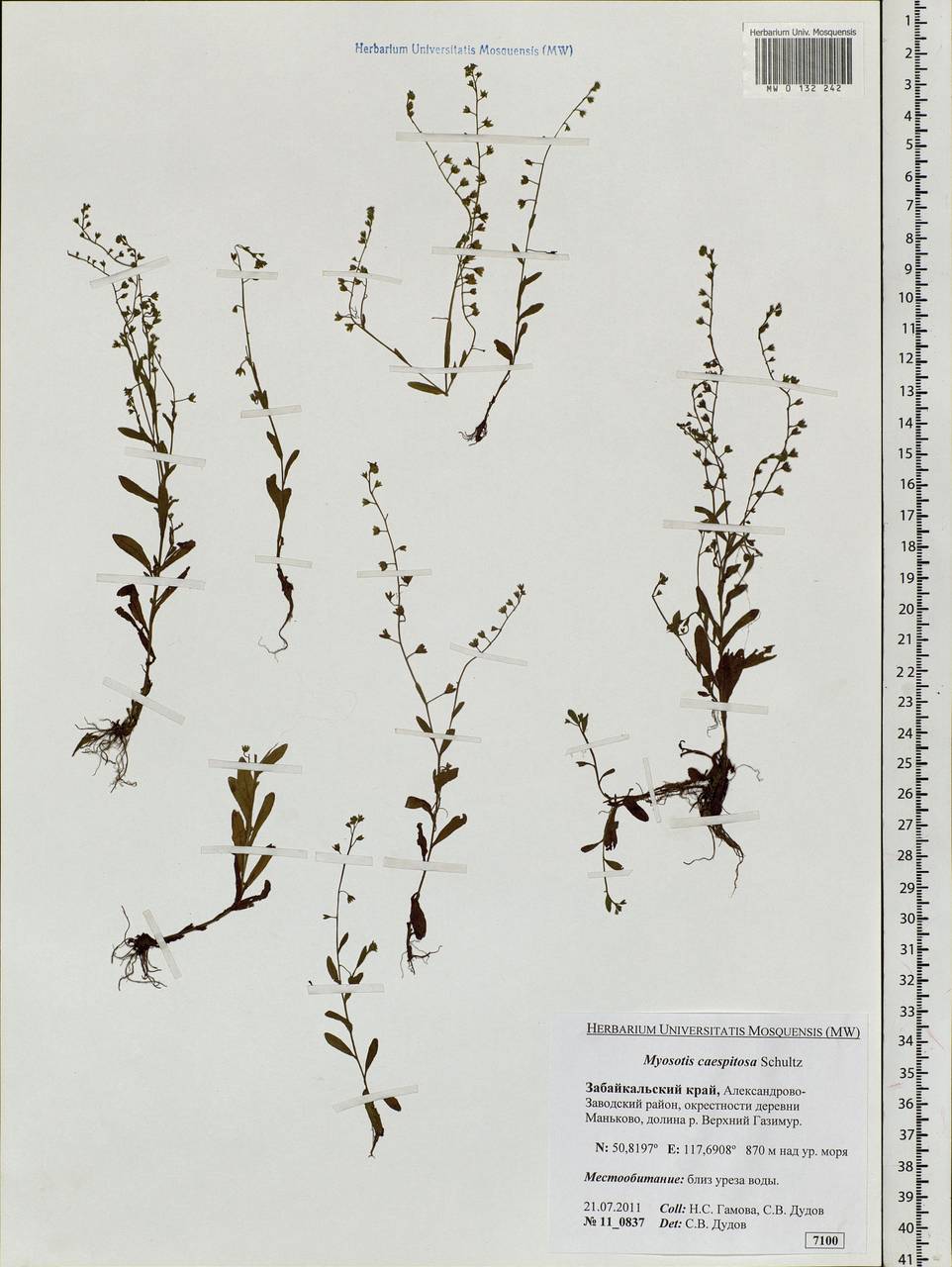 Myosotis laxa subsp. laxa, Siberia, Baikal & Transbaikal region (S4) (Russia)