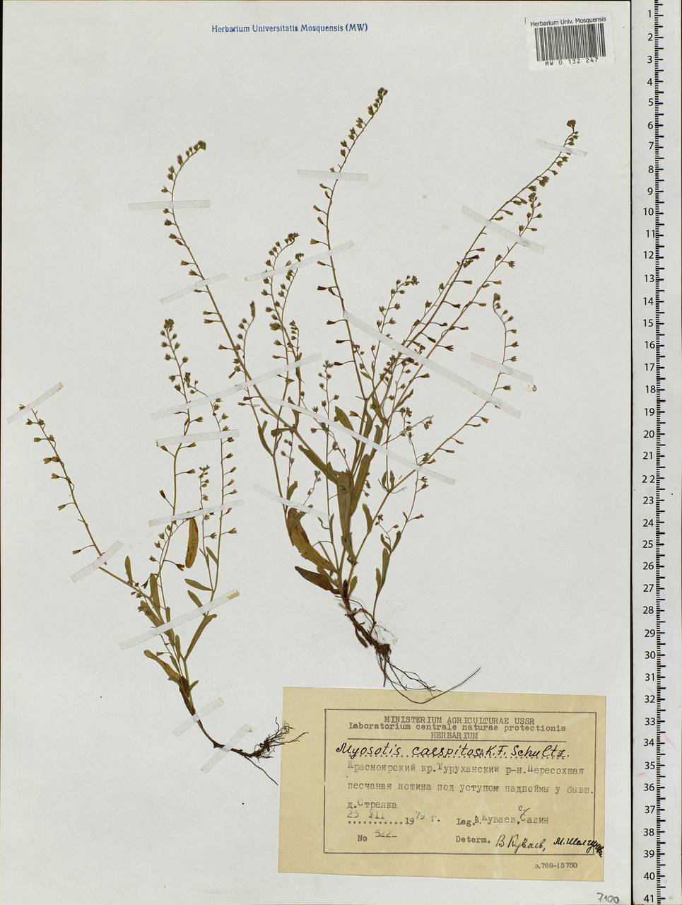 Myosotis laxa, Siberia, Central Siberia (S3) (Russia)