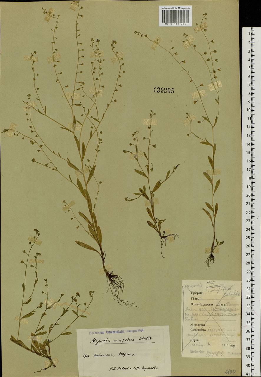 Myosotis laxa subsp. laxa, Siberia, Western Siberia (S1) (Russia)