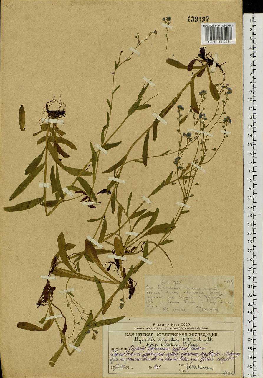 Myosotis alpestris F.W.Schmidt, Siberia, Chukotka & Kamchatka (S7) (Russia)