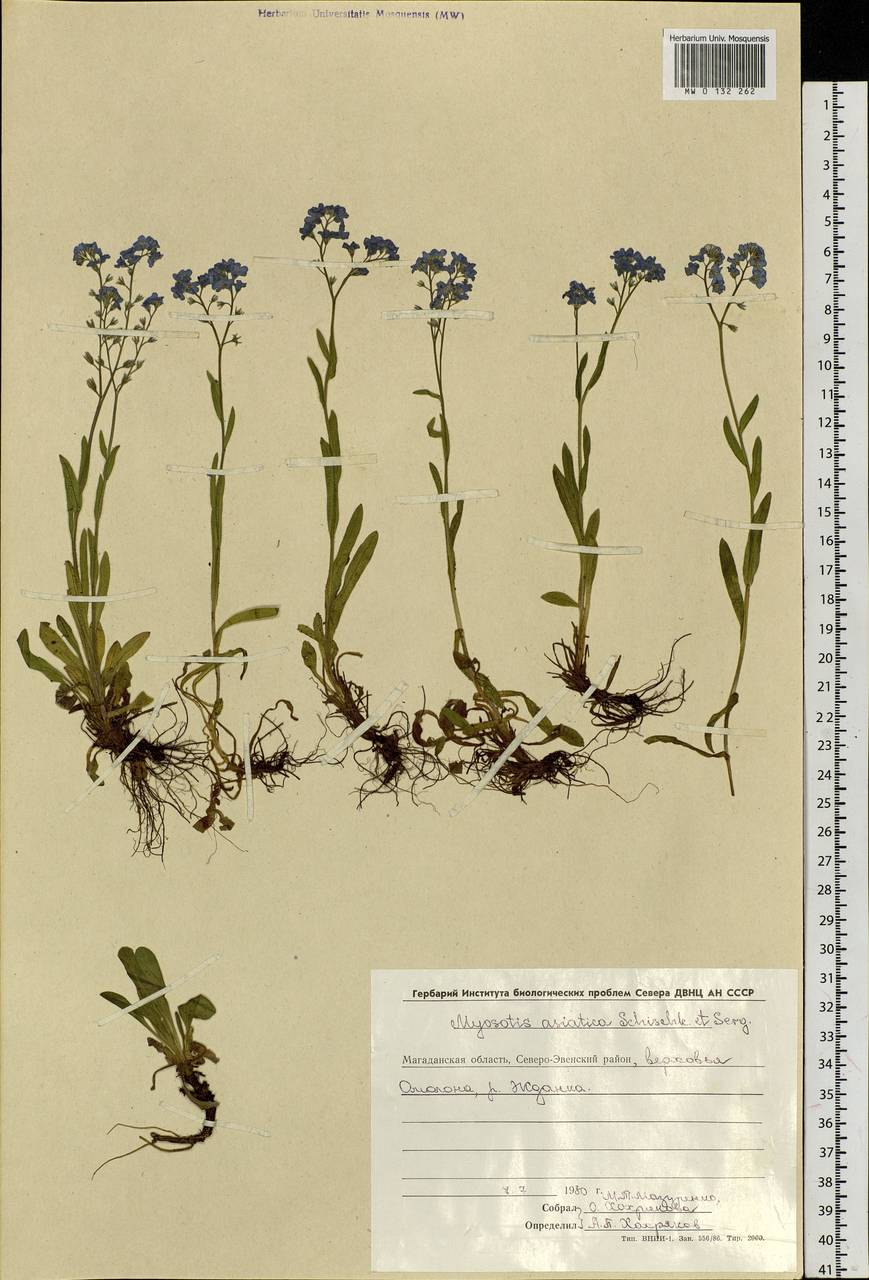 Myosotis alpestris F.W.Schmidt, Siberia, Chukotka & Kamchatka (S7) (Russia)
