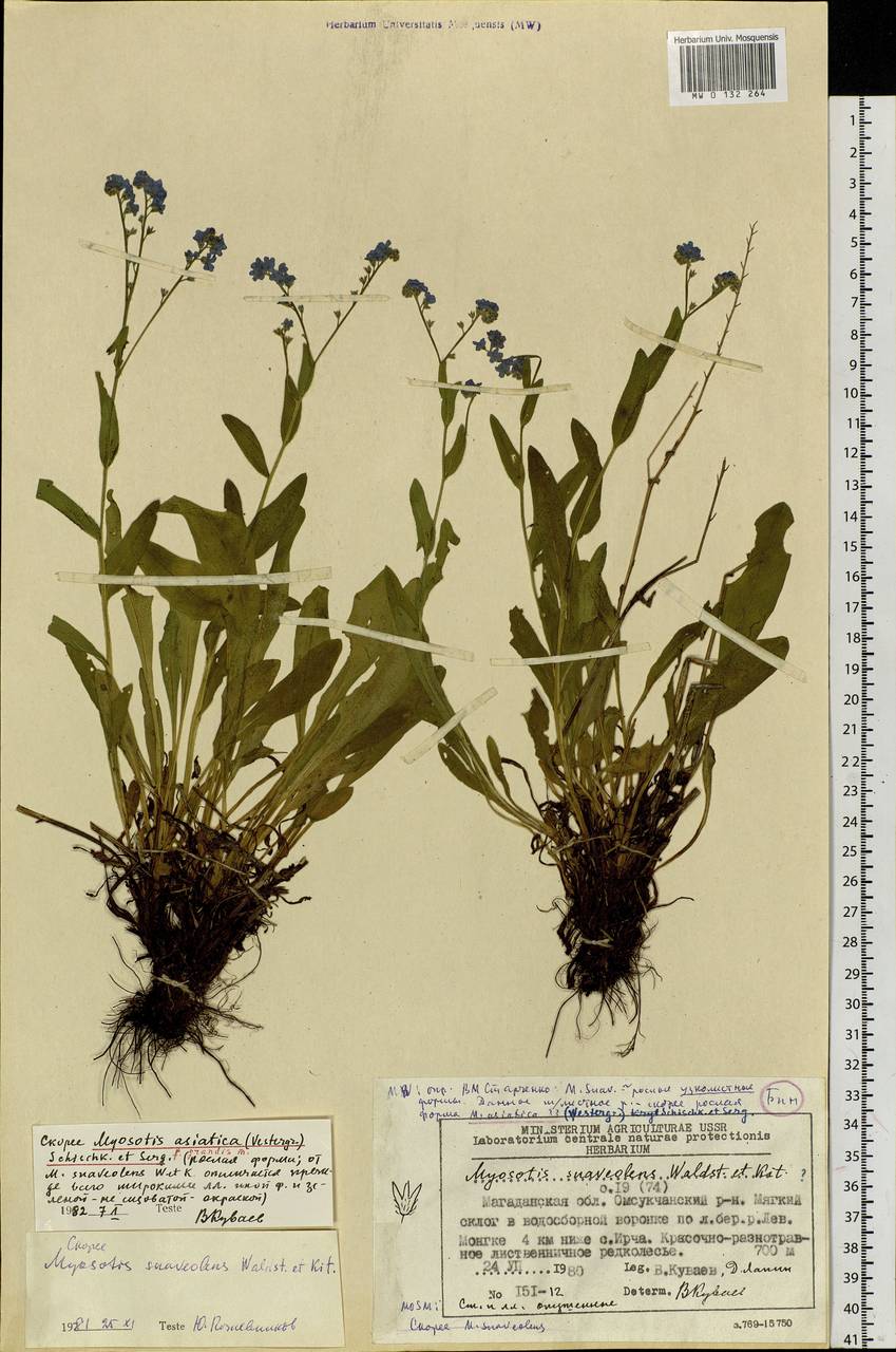 Myosotis alpestris F.W.Schmidt, Siberia, Chukotka & Kamchatka (S7) (Russia)