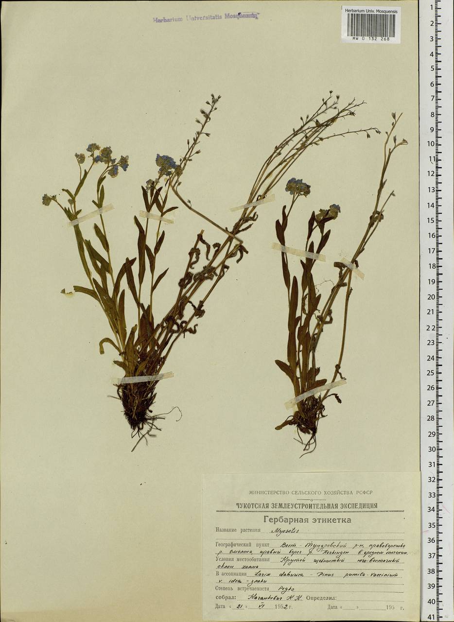 Myosotis alpestris F.W.Schmidt, Siberia, Chukotka & Kamchatka (S7) (Russia)
