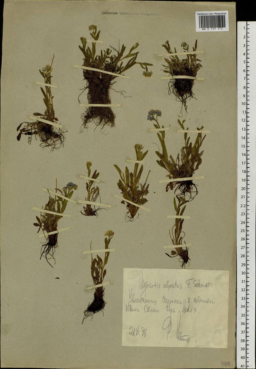 Myosotis alpestris F. W. Schmidt, Siberia, Chukotka & Kamchatka (S7) (Russia)
