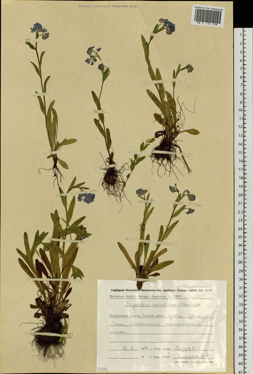 Myosotis alpestris, Siberia, Chukotka & Kamchatka (S7) (Russia)