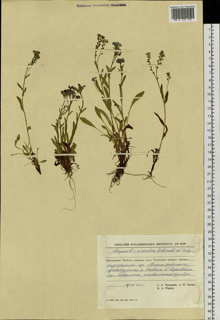 Myosotis alpestris F.W.Schmidt, Siberia, Chukotka & Kamchatka (S7) (Russia)