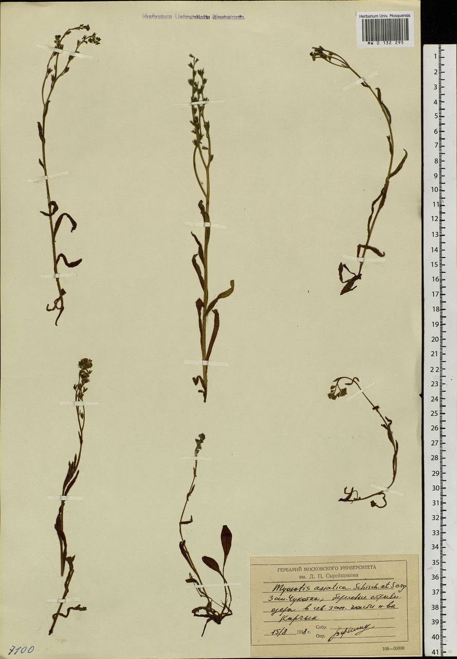Myosotis alpestris, Siberia, Chukotka & Kamchatka (S7) (Russia)
