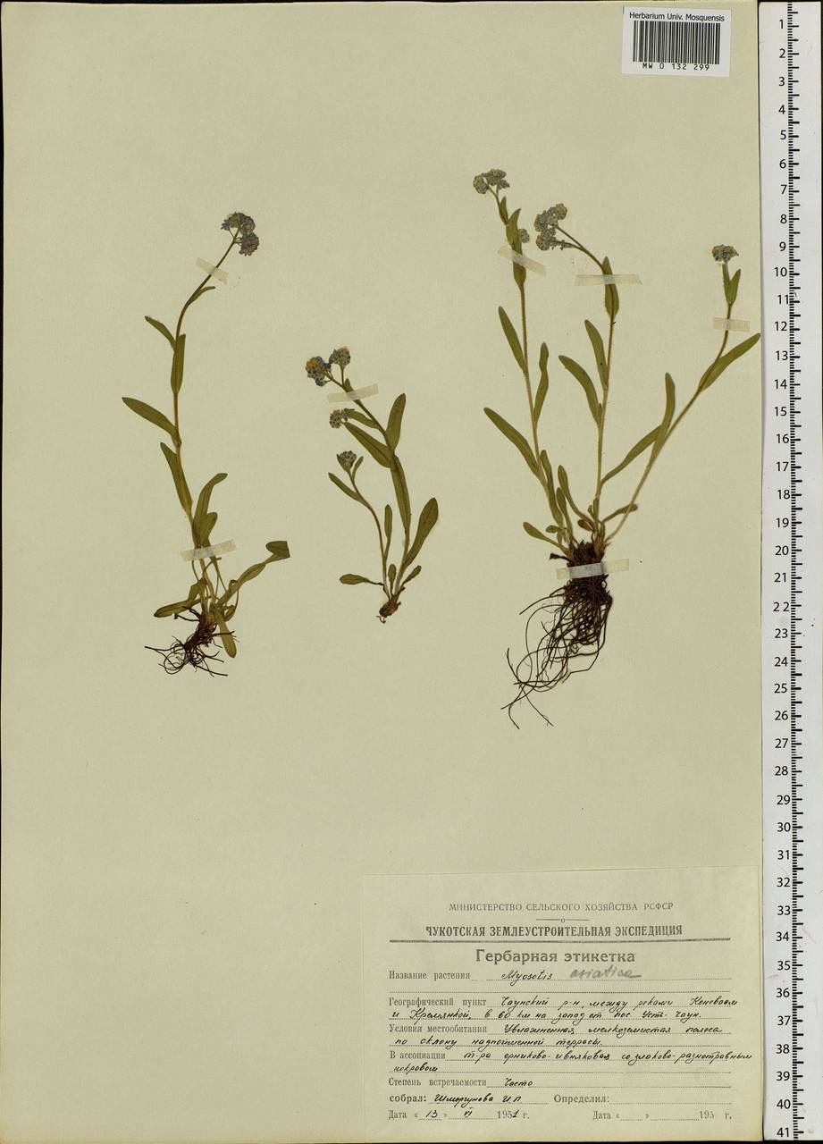Myosotis alpestris F.W.Schmidt, Siberia, Chukotka & Kamchatka (S7) (Russia)