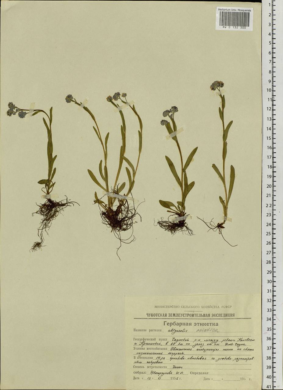 Myosotis alpestris F.W.Schmidt, Siberia, Chukotka & Kamchatka (S7) (Russia)