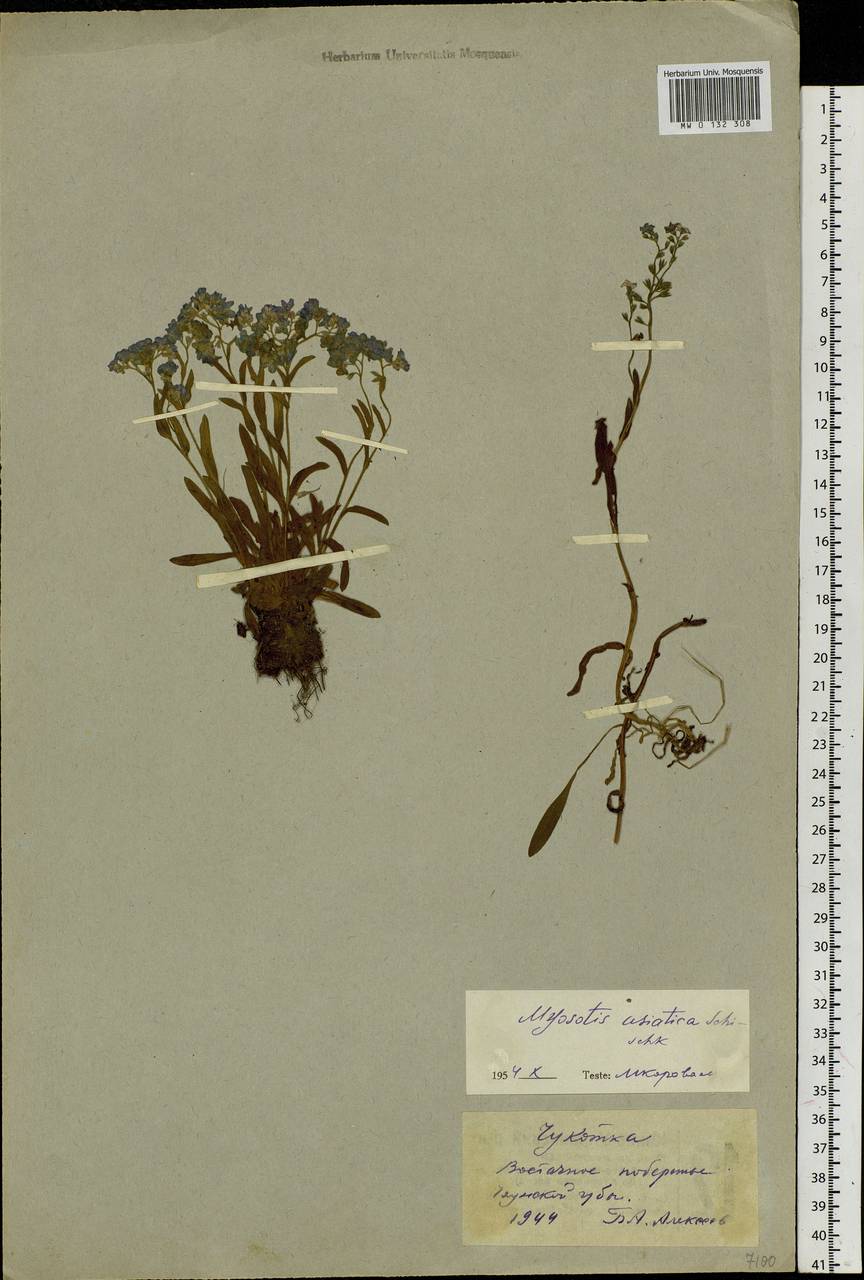 Myosotis alpestris F.W.Schmidt, Siberia, Chukotka & Kamchatka (S7) (Russia)