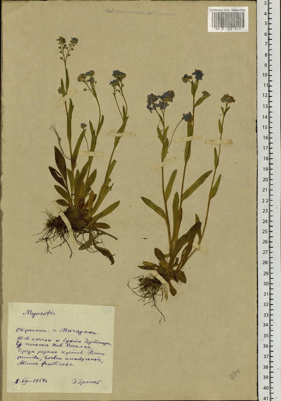 Myosotis alpestris F.W.Schmidt, Siberia, Chukotka & Kamchatka (S7) (Russia)