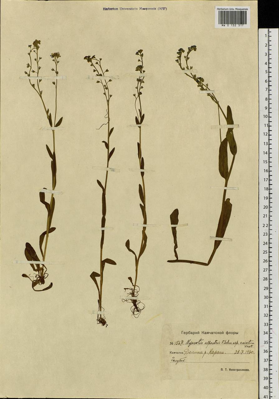 Myosotis alpestris F.W.Schmidt, Siberia, Chukotka & Kamchatka (S7) (Russia)
