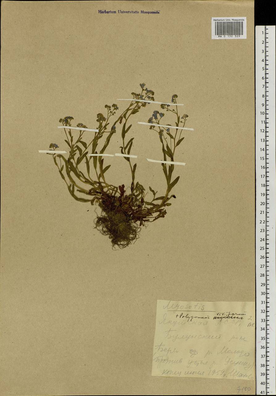 Myosotis alpestris F.W.Schmidt, Siberia, Yakutia (S5) (Russia)