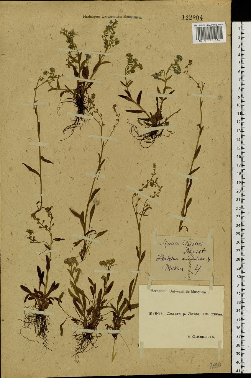 Myosotis alpestris F.W.Schmidt, Siberia, Yakutia (S5) (Russia)