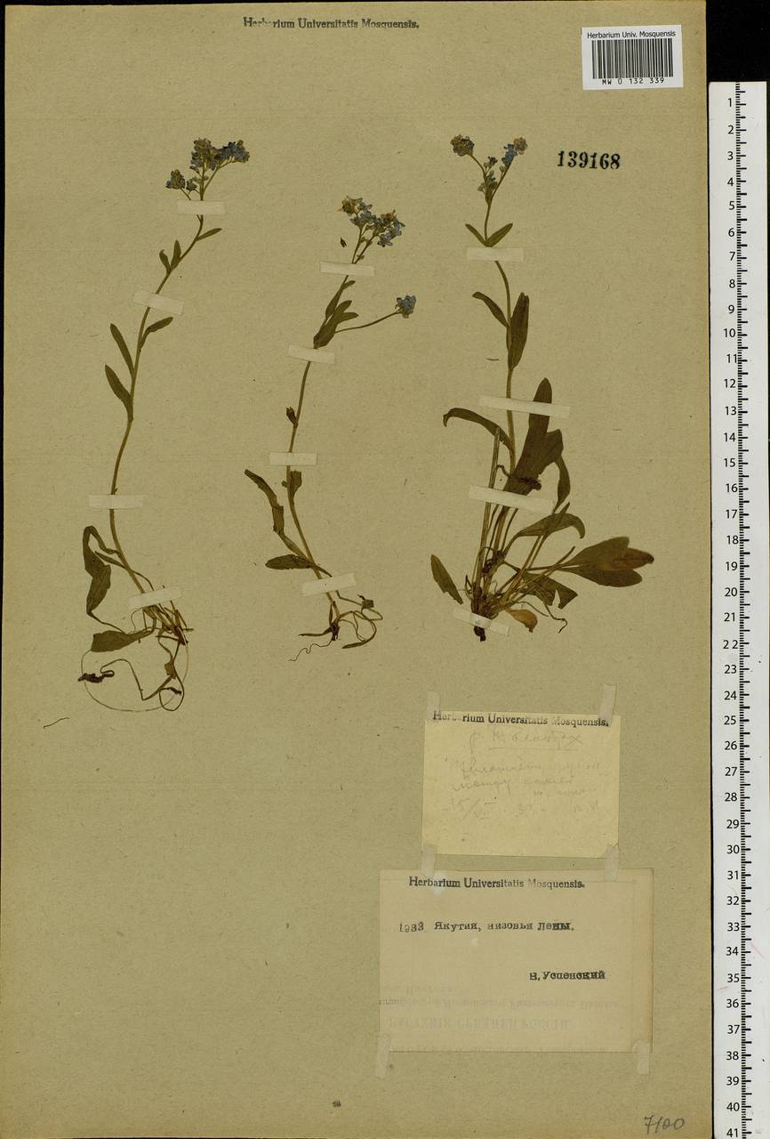 Myosotis alpestris F.W.Schmidt, Siberia, Yakutia (S5) (Russia)
