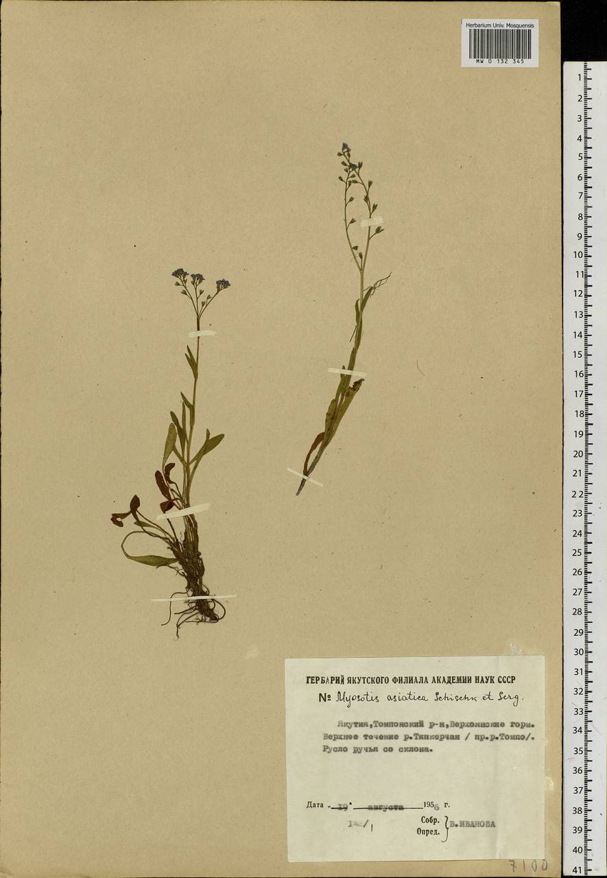 Myosotis alpestris F.W.Schmidt, Siberia, Yakutia (S5) (Russia)