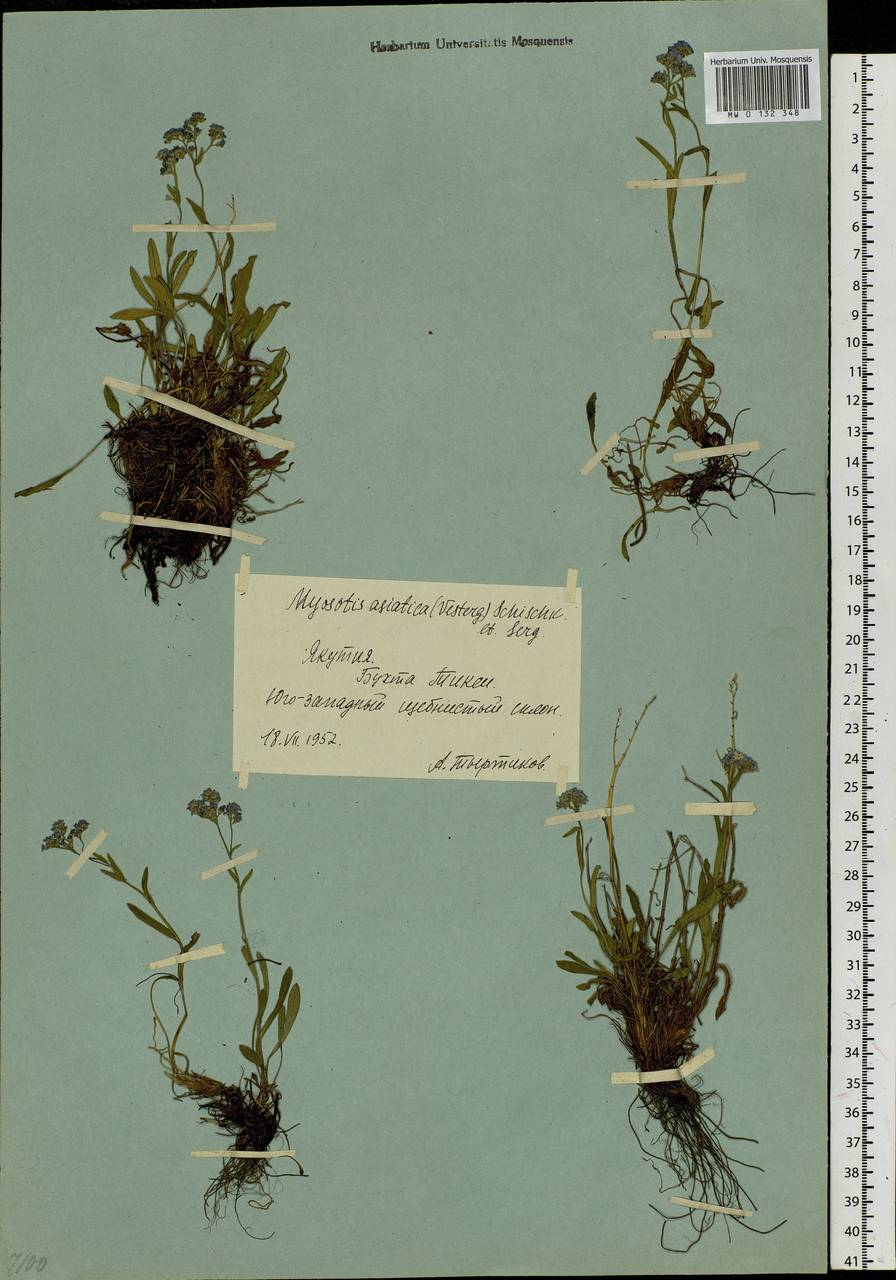 Myosotis alpestris, Siberia, Yakutia (S5) (Russia)