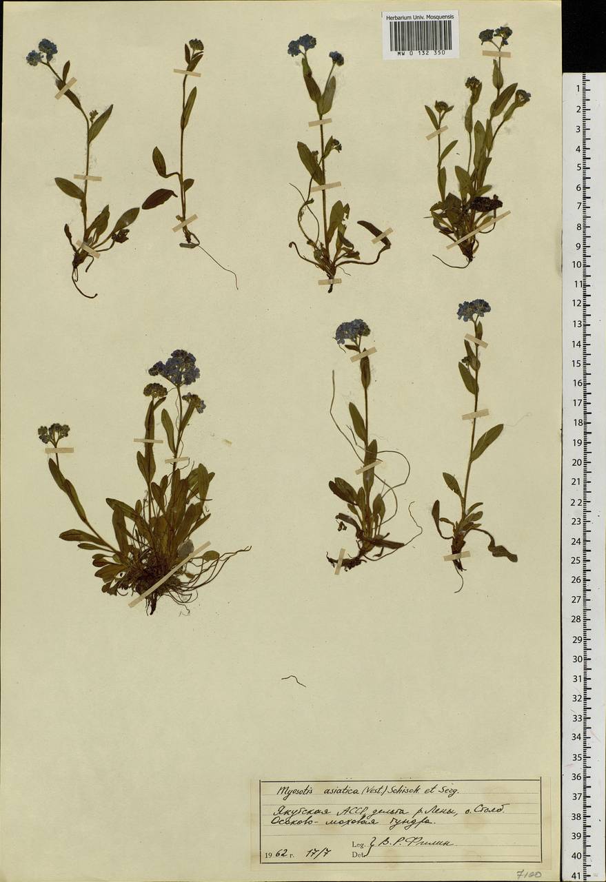 Myosotis alpestris F.W.Schmidt, Siberia, Yakutia (S5) (Russia)