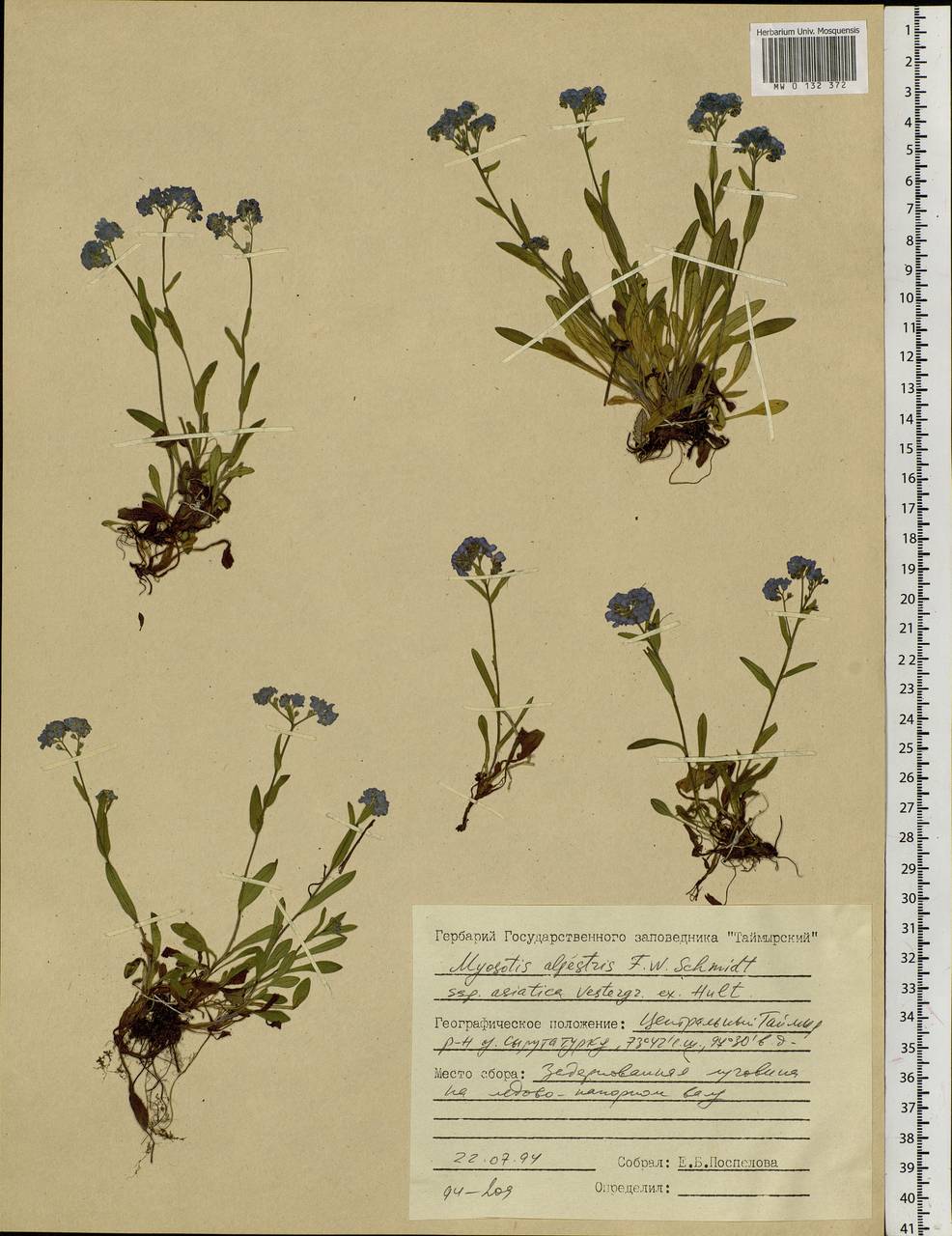 Myosotis alpestris F.W.Schmidt, Siberia, Central Siberia (S3) (Russia)