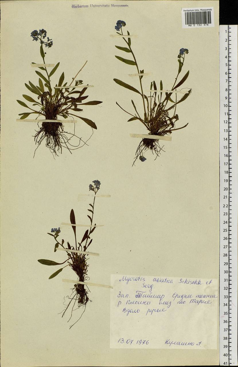 Myosotis alpestris F.W.Schmidt, Siberia, Central Siberia (S3) (Russia)