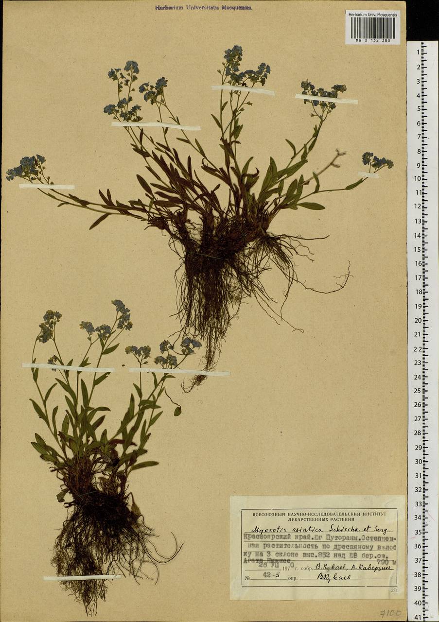 Myosotis alpestris F.W.Schmidt, Siberia, Central Siberia (S3) (Russia)
