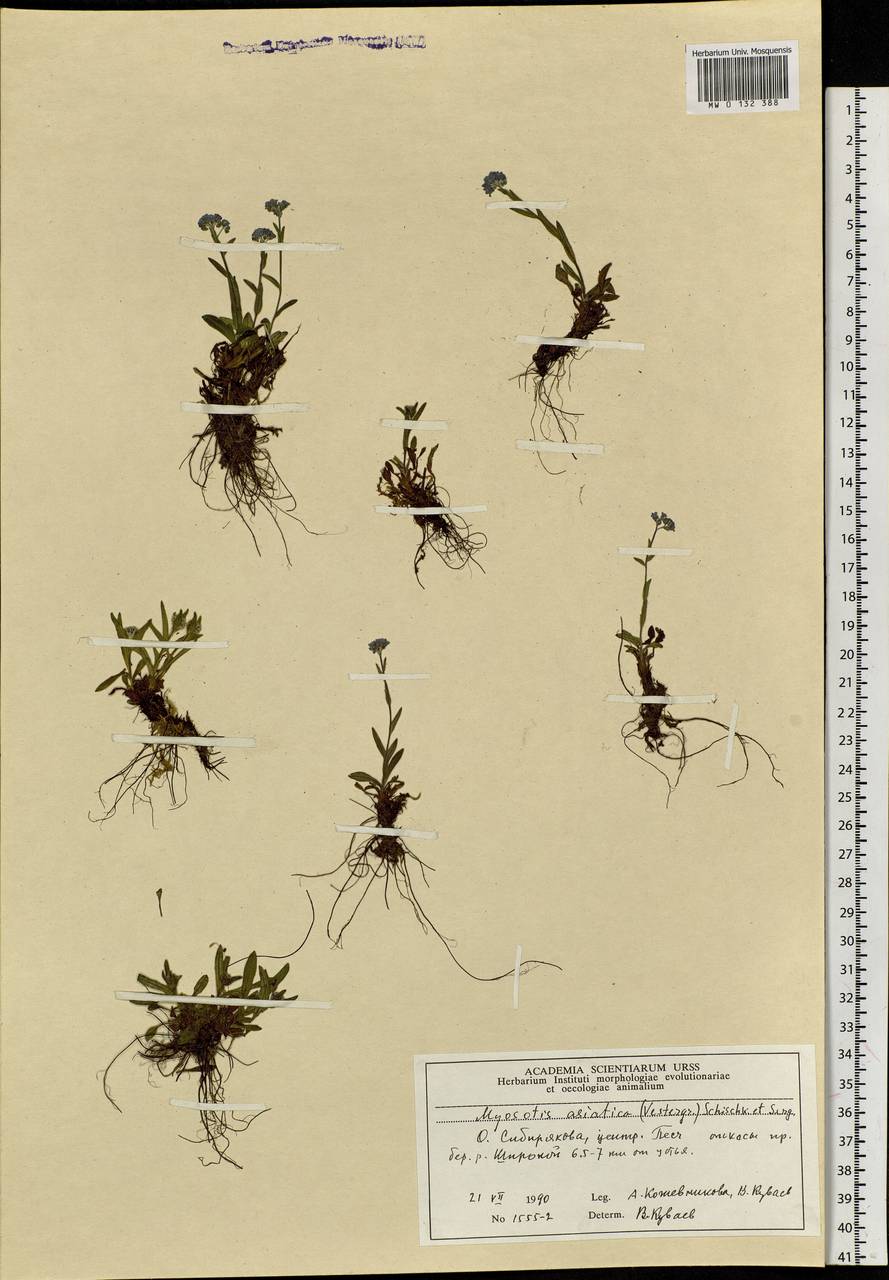 Myosotis alpestris F.W.Schmidt, Siberia, Central Siberia (S3) (Russia)