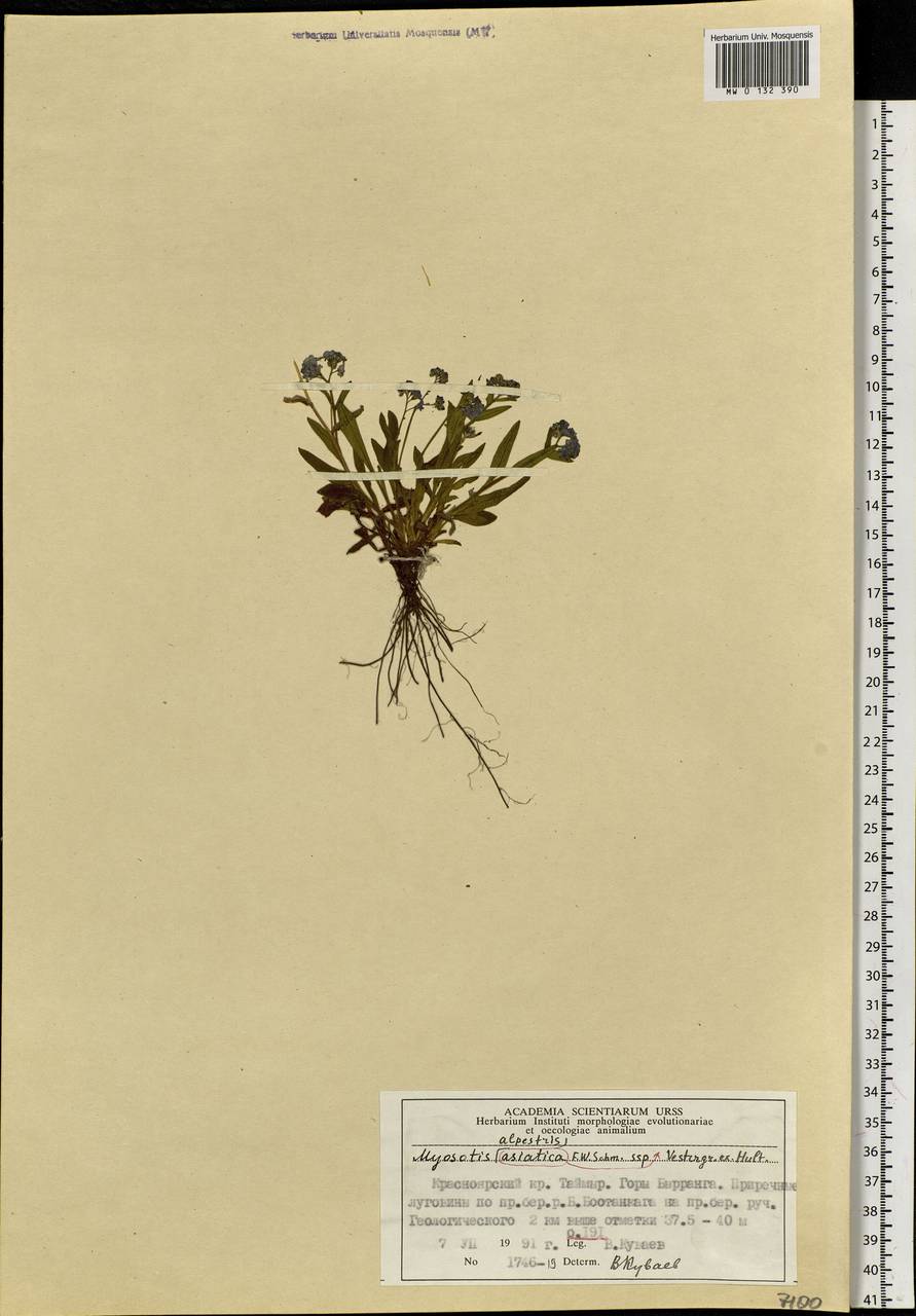 Myosotis alpestris F.W.Schmidt, Siberia, Central Siberia (S3) (Russia)