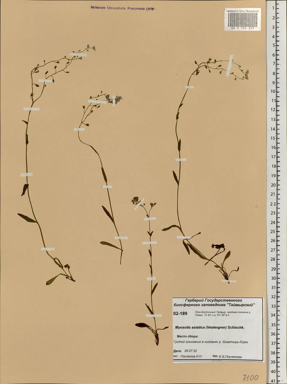 Myosotis alpestris F.W.Schmidt, Siberia, Central Siberia (S3) (Russia)