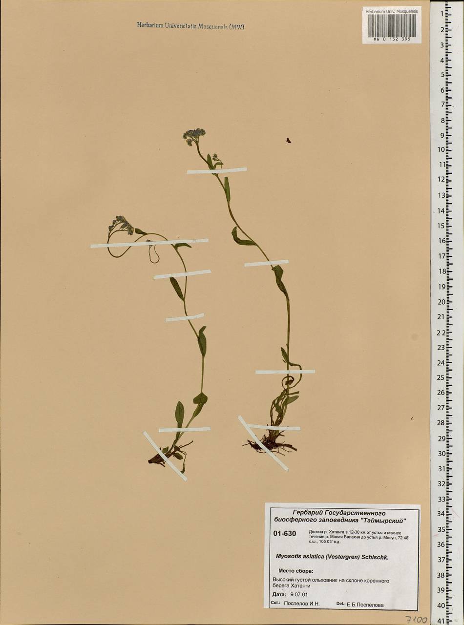 Myosotis alpestris F.W.Schmidt, Siberia, Central Siberia (S3) (Russia)