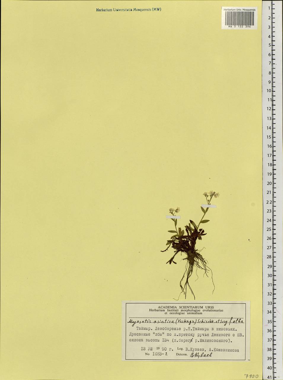 Myosotis alpestris F.W.Schmidt, Siberia, Central Siberia (S3) (Russia)