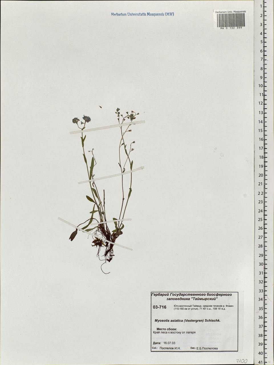 Myosotis alpestris F.W.Schmidt, Siberia, Central Siberia (S3) (Russia)