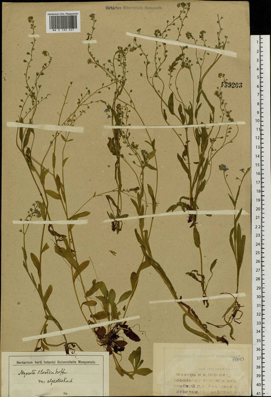 Myosotis alpestris F.W.Schmidt, Siberia (no precise locality) (S0) (Russia)