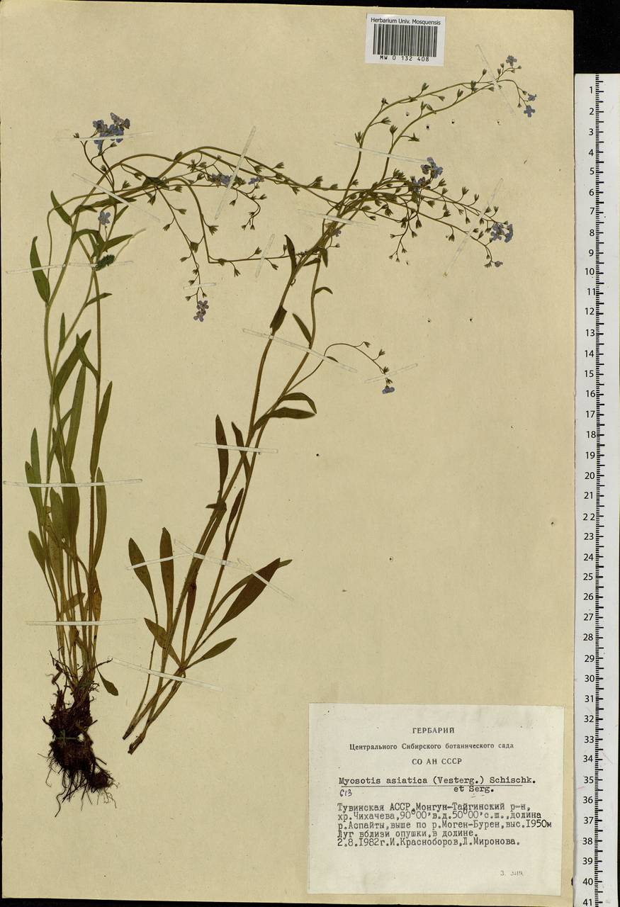 Myosotis alpestris F.W.Schmidt, Siberia, Altai & Sayany Mountains (S2) (Russia)