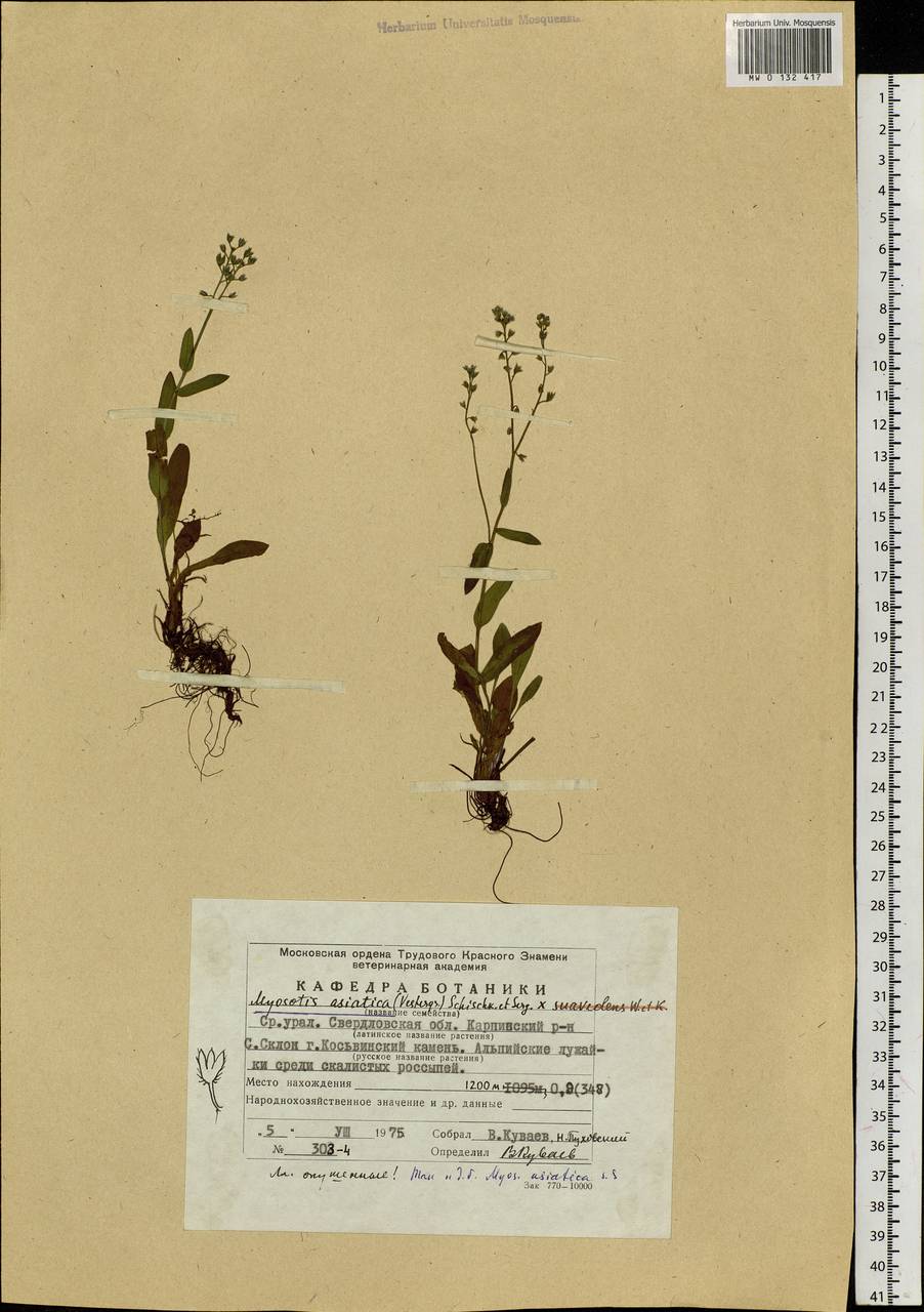 Myosotis alpestris F.W.Schmidt, Eastern Europe, Eastern region (E10) (Russia)