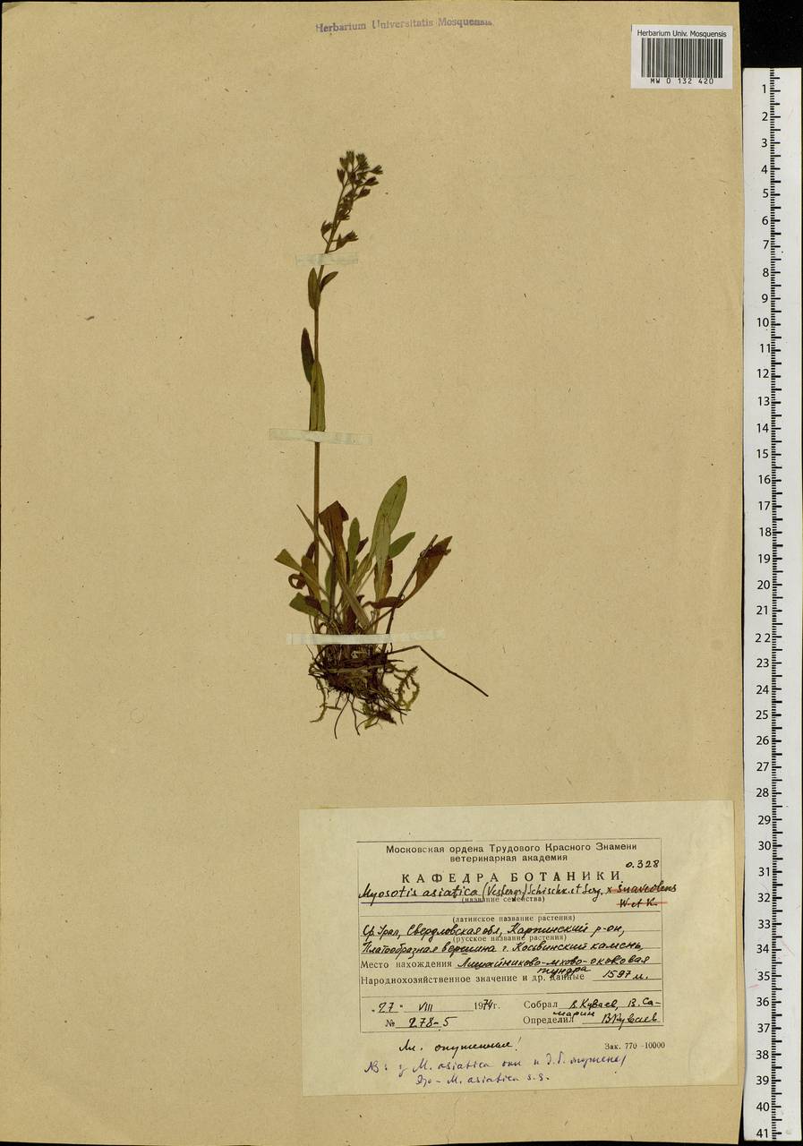Myosotis alpestris F.W.Schmidt, Eastern Europe, Eastern region (E10) (Russia)