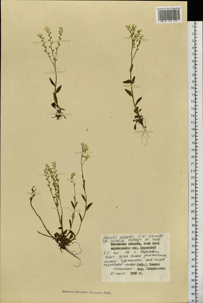 Myosotis alpestris F.W.Schmidt, Siberia, Western Siberia (S1) (Russia)