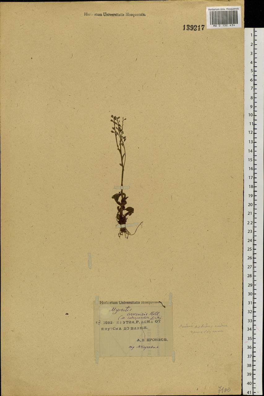 Myosotis arvensis (L.) Hill, Siberia, Yakutia (S5) (Russia)