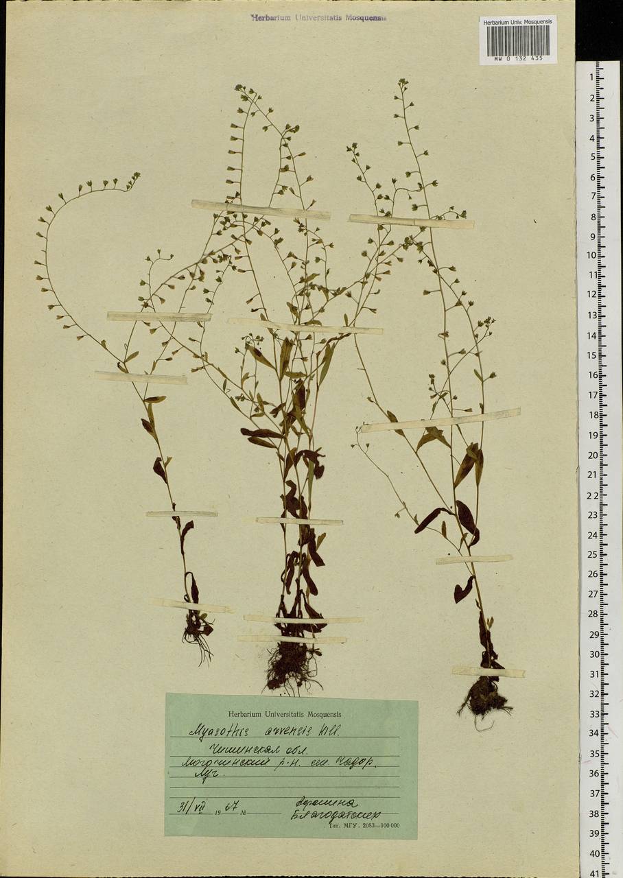 Myosotis arvensis (L.) Hill, Siberia, Baikal & Transbaikal region (S4) (Russia)