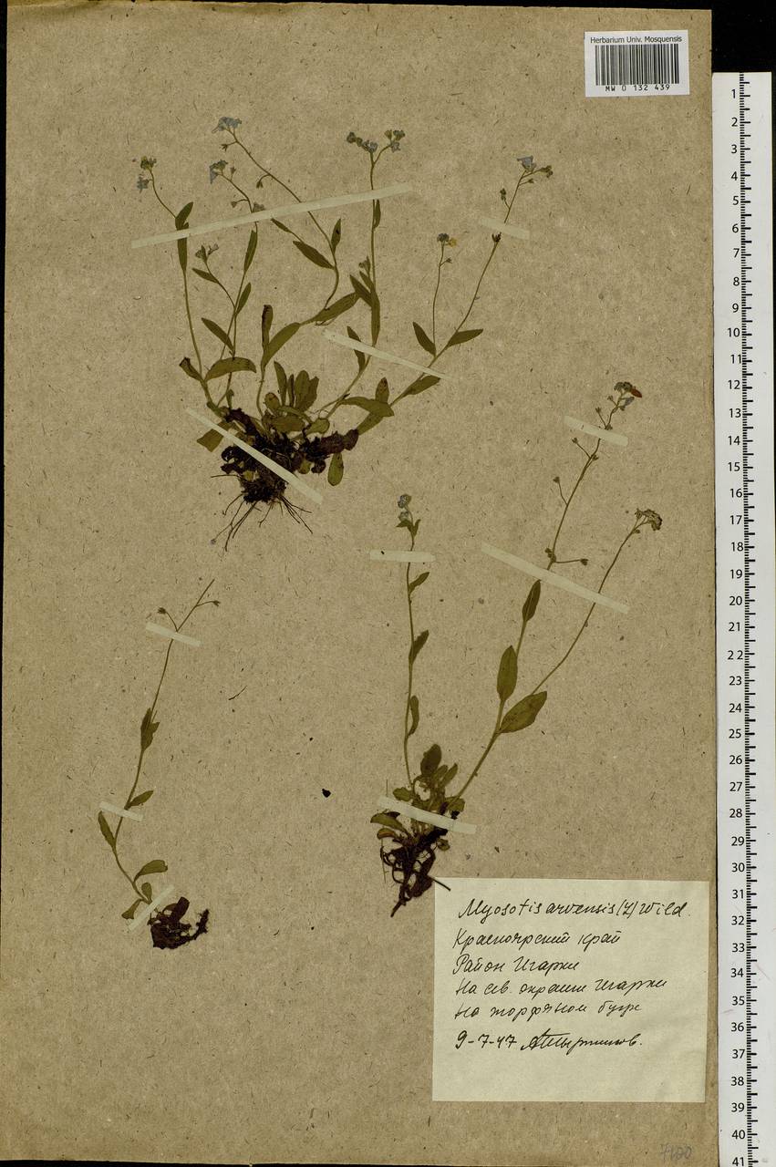 Myosotis arvensis (L.) Hill, Siberia, Central Siberia (S3) (Russia)