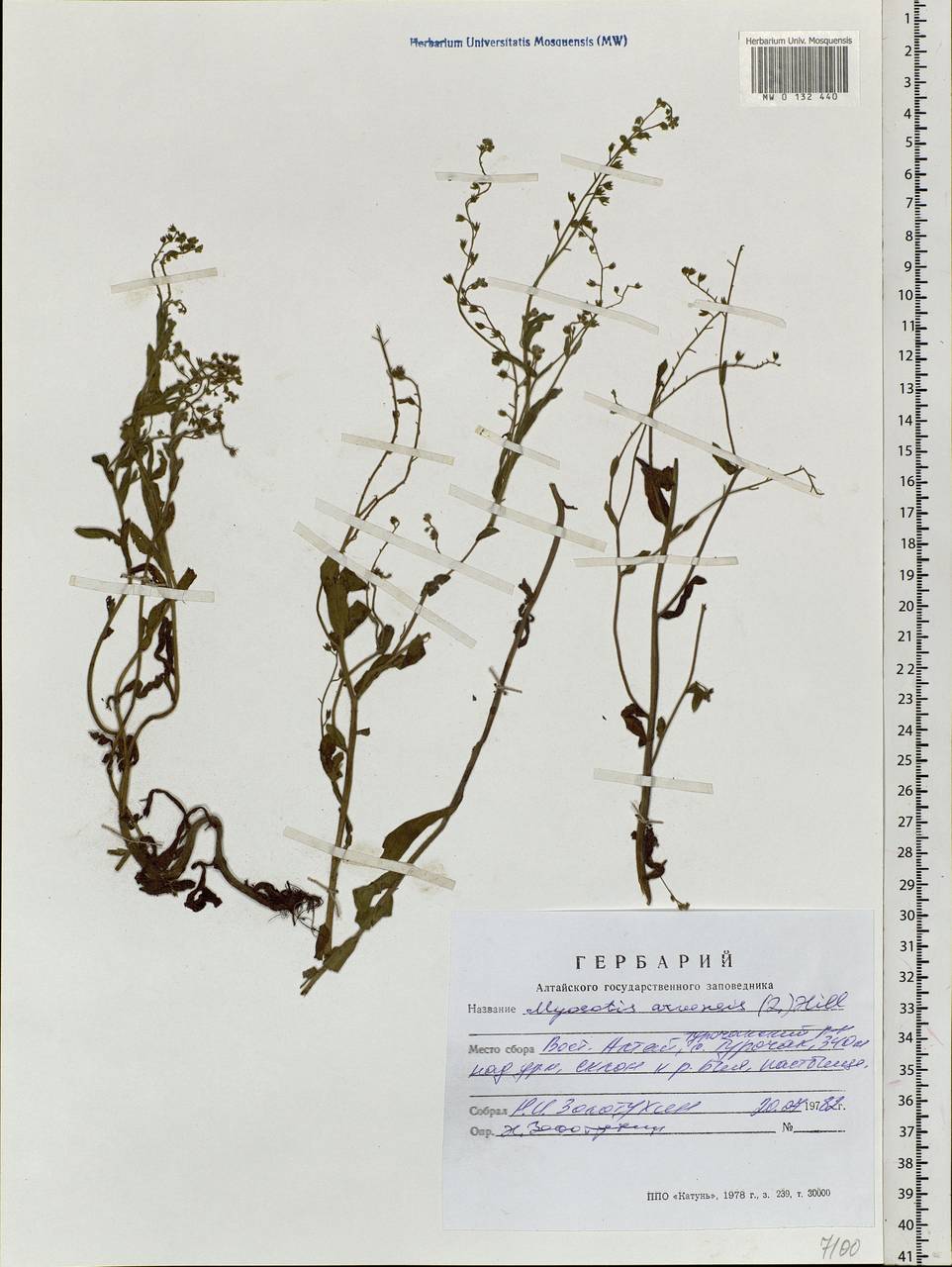 Myosotis arvensis (L.) Hill, Siberia, Altai & Sayany Mountains (S2) (Russia)