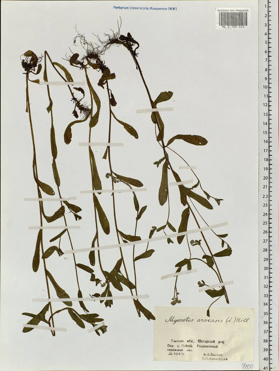 Myosotis arvensis (L.) Hill, Siberia, Western Siberia (S1) (Russia)