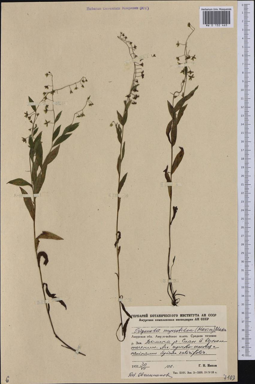Trigonotis myosotidea (Maxim.) Maxim., Siberia, Russian Far East (S6) (Russia)